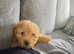 Loving Cockapoo ready to go to a loving home