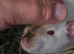 2 friendly rats