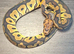 3 royal python hatchlings various genes
