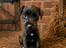 Ready to go stunning Jack Russel pups
