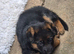 Beautiful German shepherd