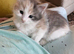 Maine coon cross kitten Ready Now