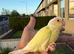 Creamino conure