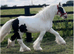 " Traditional Show Cob " Piebald Gelding Cob/Heavy Horse