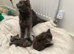 Ready to leave rare breed Russian blue Scottish fold mix beautiful stunning litter