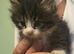 Maine coons