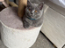 British blue shorthair kittens