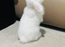 Two Vaccinated Bunnies with Full Setup