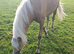 REGISTERED SEC B PALOMINO FILLY