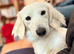 clear cream miniature dachshund stud