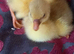Goslings for sale
