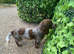Sprocker last girl left