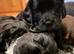 REDUCED ! GET HER THIS WEEKEND! Exceptional litter of F1b Cocker Tzu