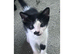 2 gorgeous Maine coon x oriental babies left