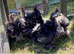 Pekin bantam frizzle chicks