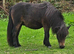 Gorgeous Bay Yearling Mini Shetland Colt