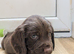 3 Handsome Chocolate sprocker pups looking for a new home