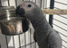 African grey young ready now