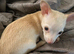 Little boy chihuahua x