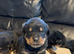 Rottweiler puppies