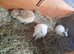 Mini lops