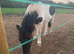 2 Shetland colts