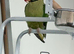 Alexandrine parrot male