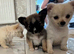Micro teacup Pomeranian and chihuahua mix