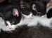 Kittens 8 weeks old and ready for a loving home.