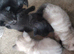 Adorable kittens