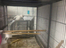Pale white/blue quacker hen