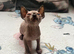 Sphinx kittens available