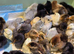 Baby chickens pekin & Serama