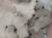 Pure ragdoll kittems 2 weeks old colours just comimg in
