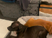 Stunning staff x American bulldog