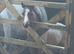 Unreg Welsh a project mare and filly foal