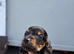 Miniature dachshunds true to type