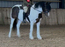 Coloured mare all rounder quality hacking