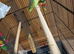 Young parrotlet