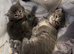 Ragdoll cross Norwegian forest cat