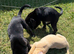 Cockerdor Puppies Cocker Spaniel X Labrador.