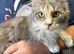 Maine Coon Girl