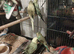 Beautiful baby budgies