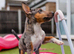 Exotic Miniature Bullterrier Puppies