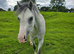Registered welsh sec A filly