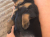 8 rottweiler pups