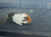 Male guinea pigs