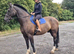 Classy Weight carrier allrounder/hunter