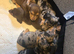 Miniture dachshunds