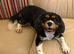 KC Reg King Charles Cavalier